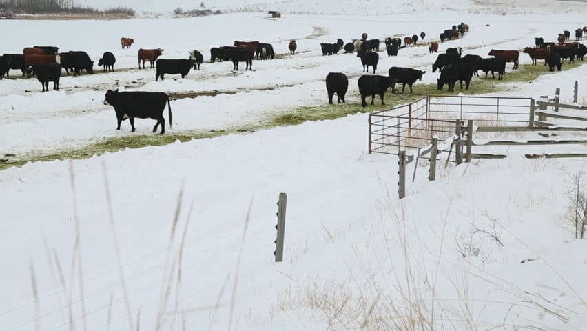 Feeding Cows In Winter